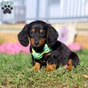 Buddy, Dachshund Puppy